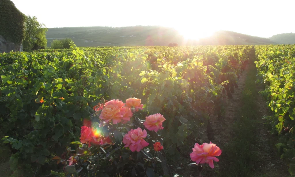 Vignoble du Domaine de la Romanée-Conti