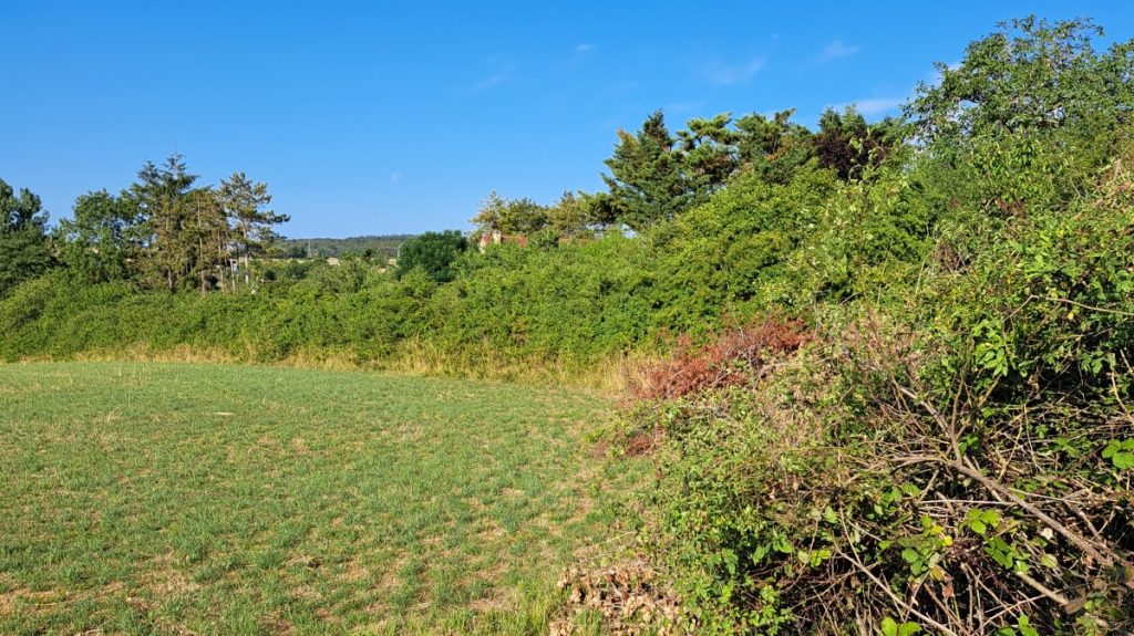 Parcelle communale abandonnée en Côte-d'Or avant intervention de remise en valeur par TPF