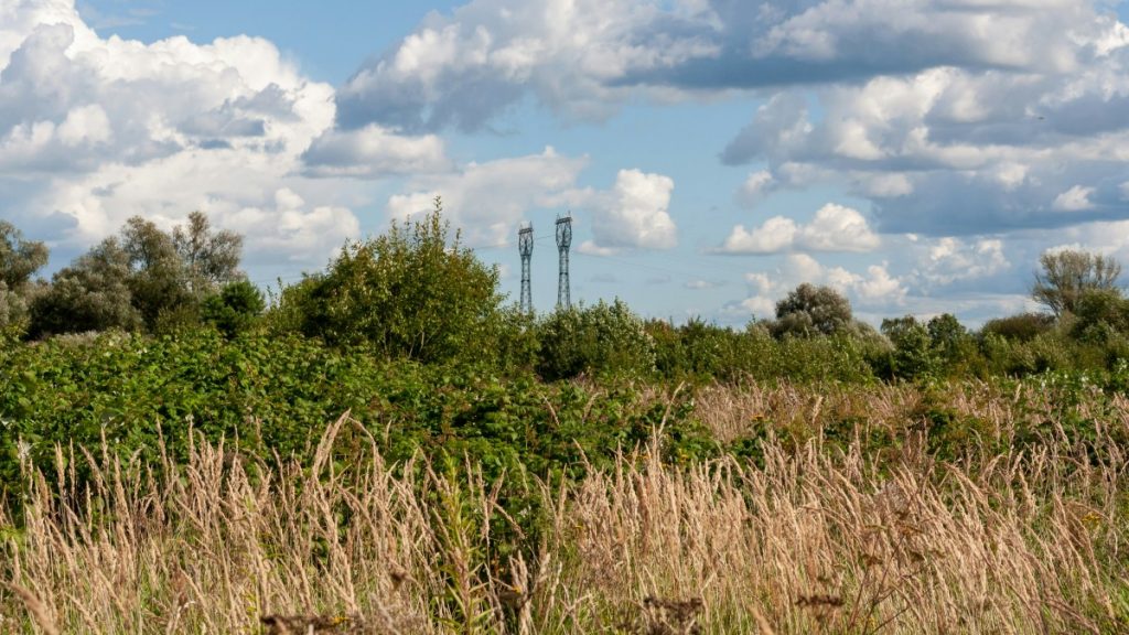 Terrain en friche en Côte-d'Or avant intervention TPF — végétation dense, pierres affleurantes, sol inexploitable