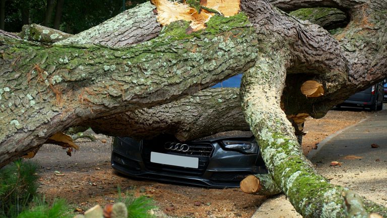 Arbre mort tombé sur un terrain privé — situation nécessitant un abattage sécurisé par un professionnel