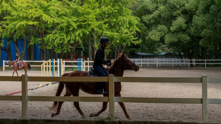 Plateforme pour centre équestre par TPF — surface drainante et stable pour aire d'évolution