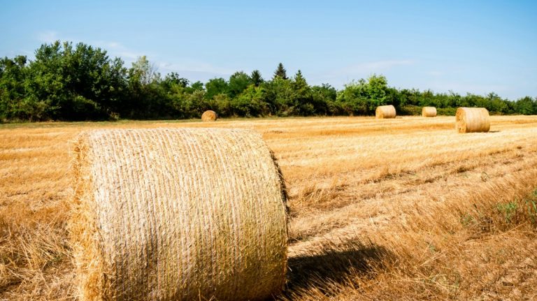 Terrain remis en état pour culture agricole par TPF