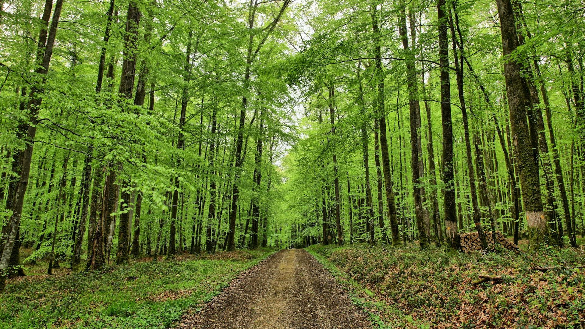 Entretien des espaces boisés dans les communes