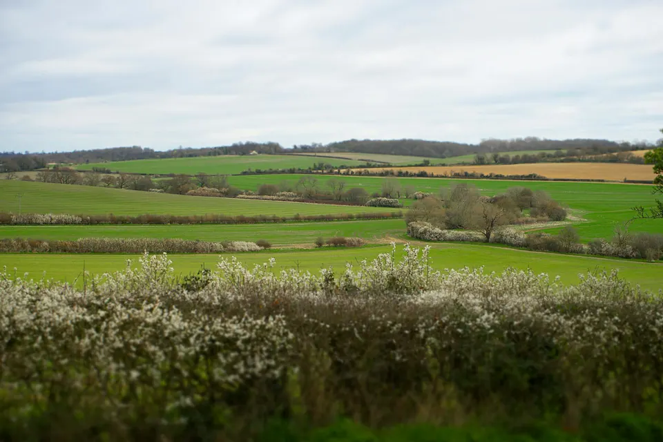 Haie champêtre plantée en bordure de parcelle agricole en Côte-d'Or : travaux éligibles au Pacte Haie